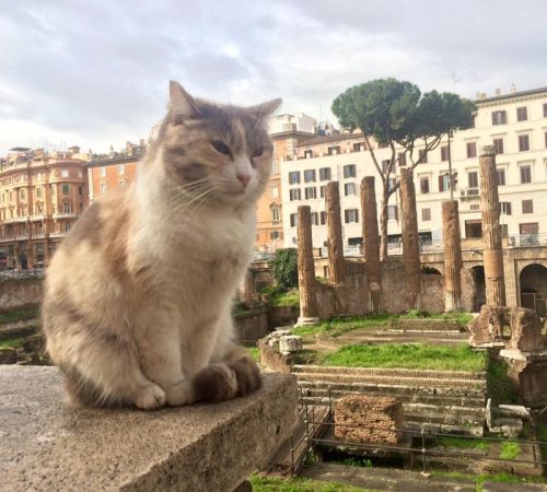 gatti largo argentina