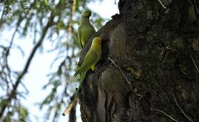 parakeets on the palatine
